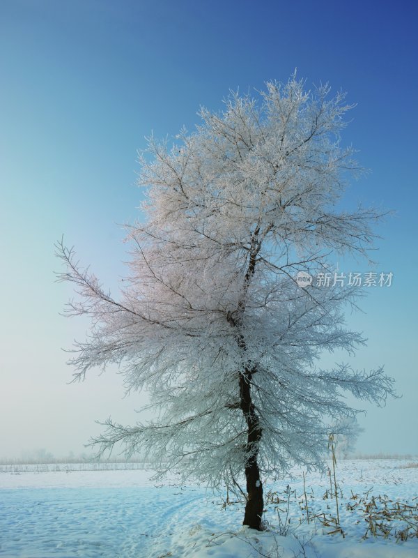 雪景雾凇