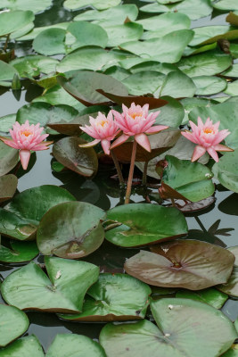 北京国家植物园睡莲