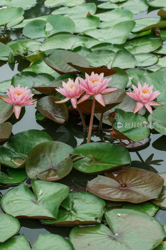 北京国家植物园睡莲