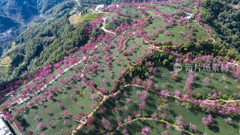 大理无量山樱花谷