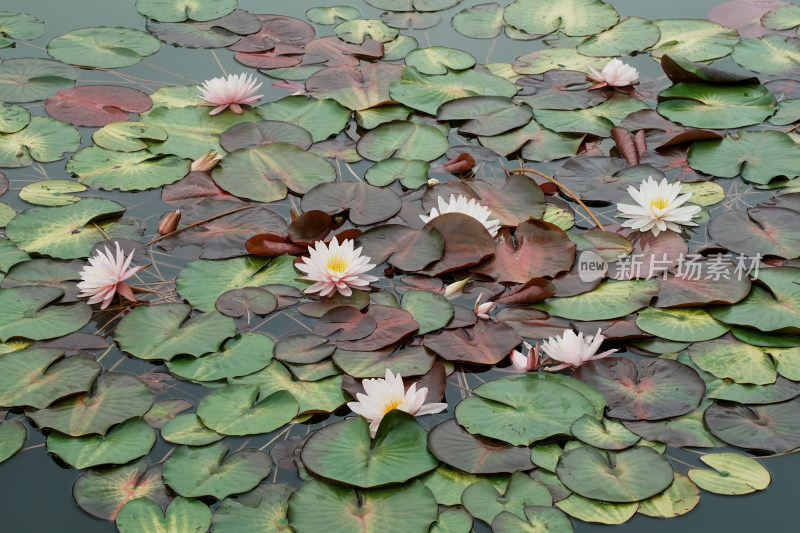 北京国家植物园睡莲