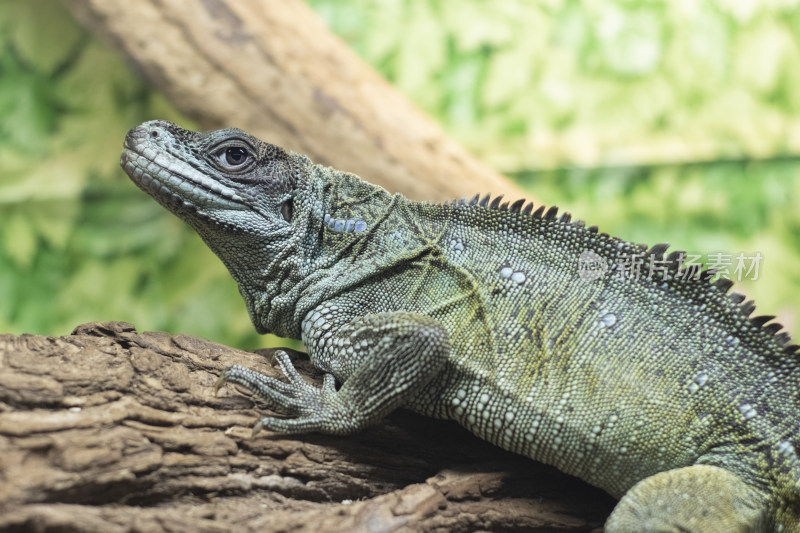 趴在木头上的蜥蜴特写