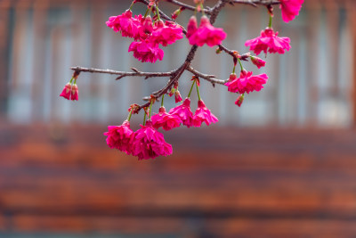 盛开的红色樱花特写