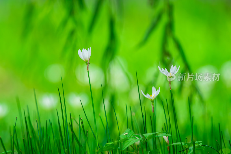 嫩绿草坪上的白色小花