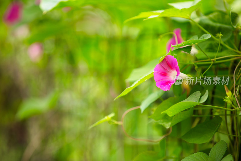 藤蔓植物牵牛花开放出漂亮的花朵