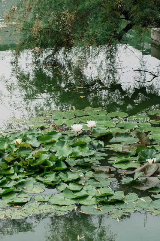 北京国家植物园睡莲