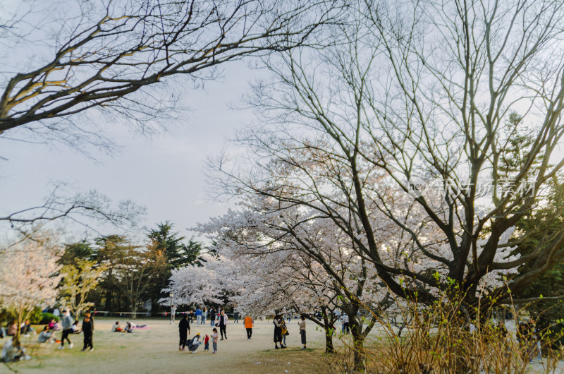 公园赏樱休闲场景