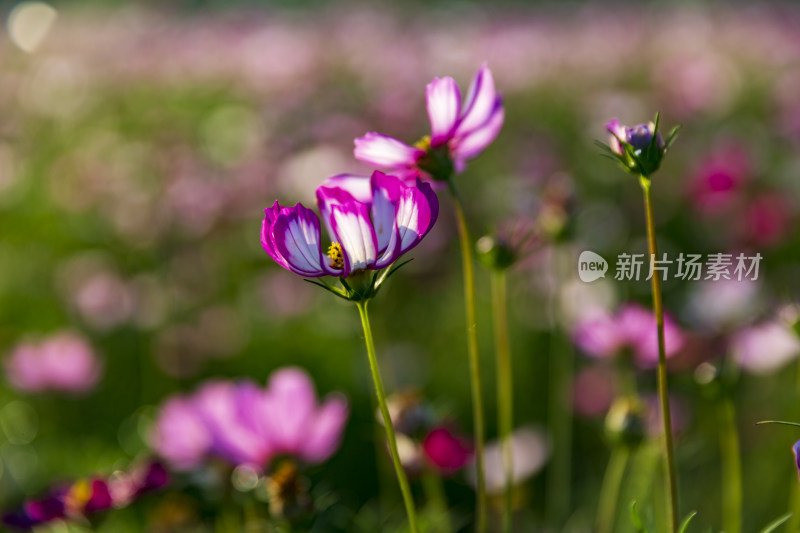 花卉盆景格桑花花花草草