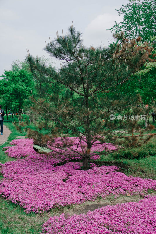 公园中松树与粉色花丛景观