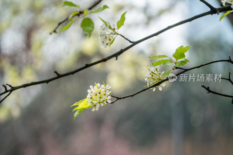 春天盛开的梨花