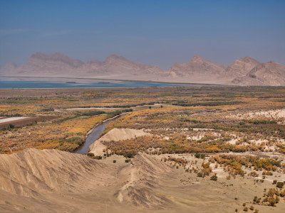 胡杨林美景