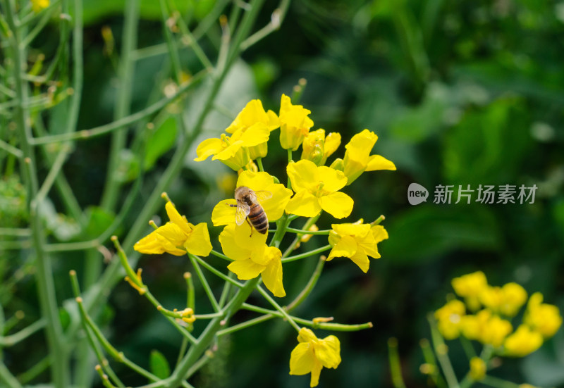 在油菜田中采蜜的蜜蜂