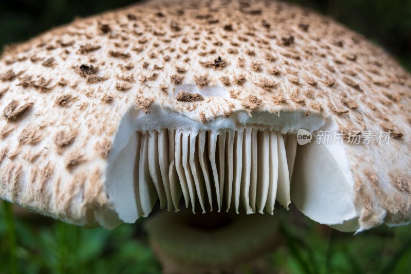 野生菌蘑菇生长环境菌类山菌