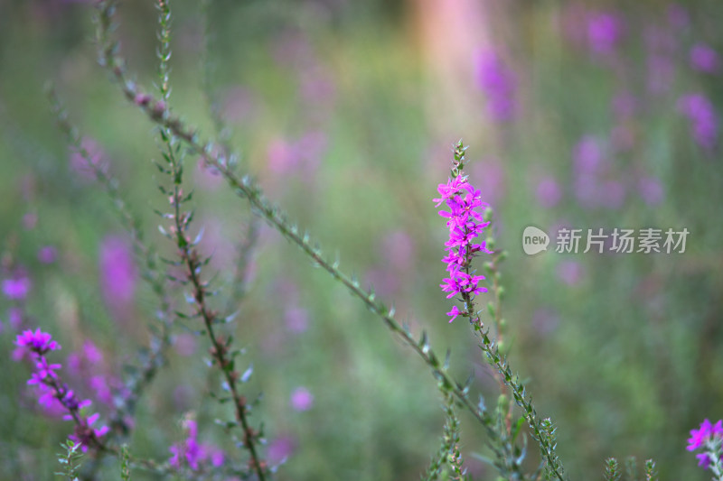 白屈菜开紫色的花