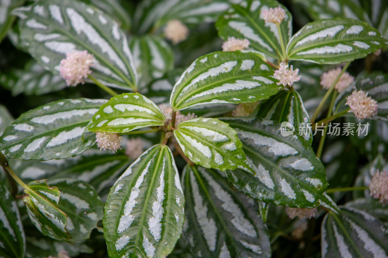 花叶冷水花开花绿色植物特写