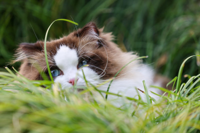 一只在草地上的布偶猫 海豹双色雄性种猫