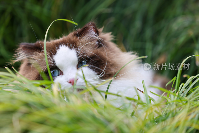 一只在草地上的布偶猫 海豹双色雄性种猫