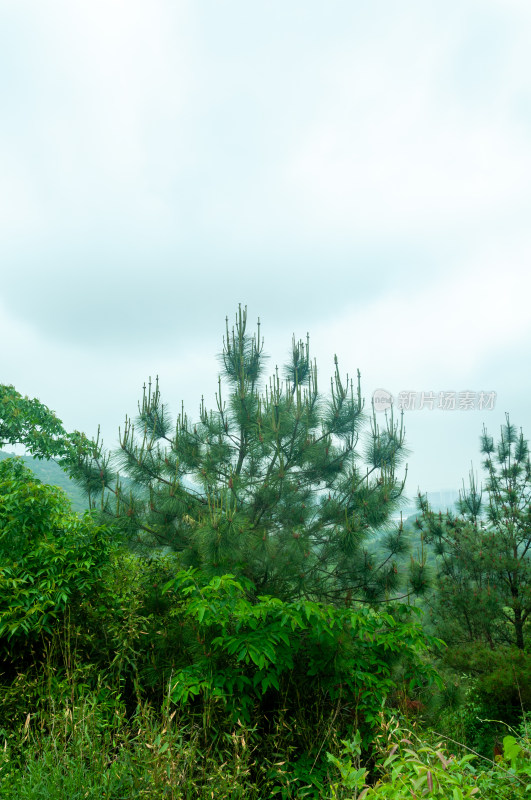 山中的自然风景