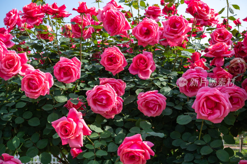 花园盛开的玫瑰花