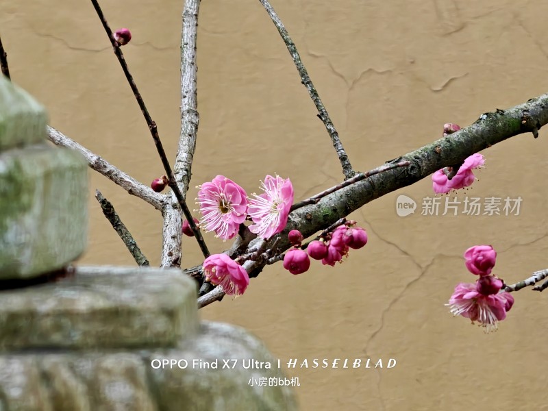 墙边绽放的粉色梅花