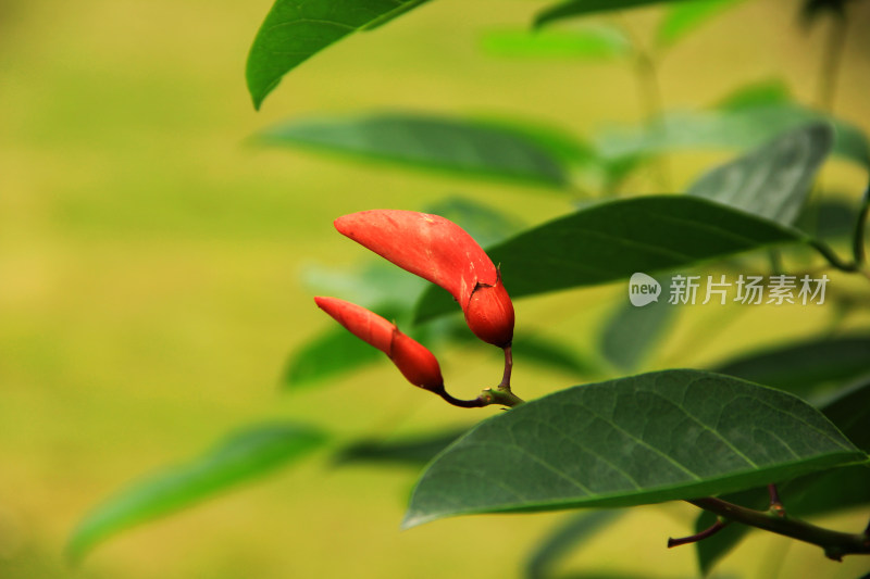 鸡冠刺桐,冠刺桐,海红豆,象牙红,象牙花