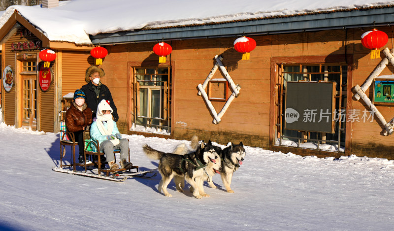 东北雪地娱乐项目雪橇犬