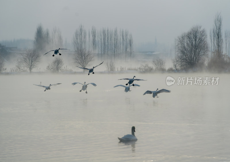 雾中湖面天鹅飞舞的自然景象