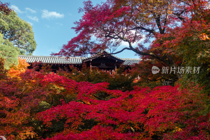 枫叶 京都 庭院 京都 秋天 日式