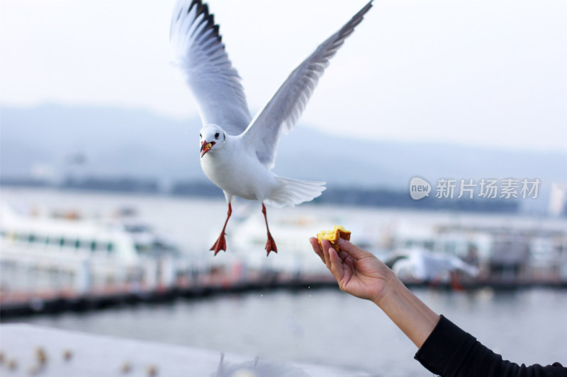 秋天到了在昆明滇池给海鸥喂蛋糕