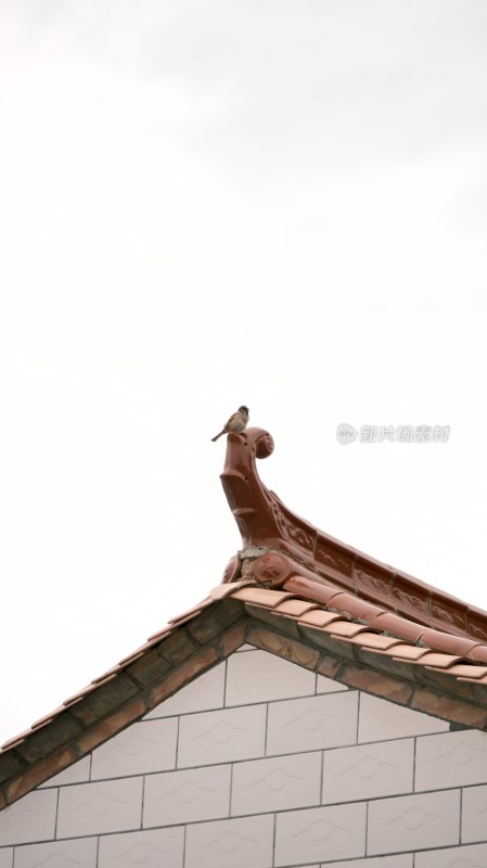 屋顶上栖息的小鸟