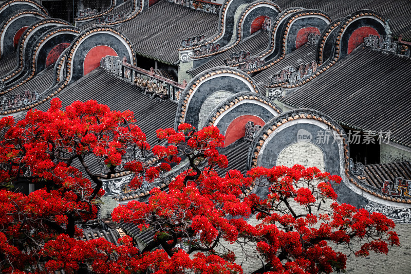 中国广东省广州市白云区周氏大宗祠凤凰花