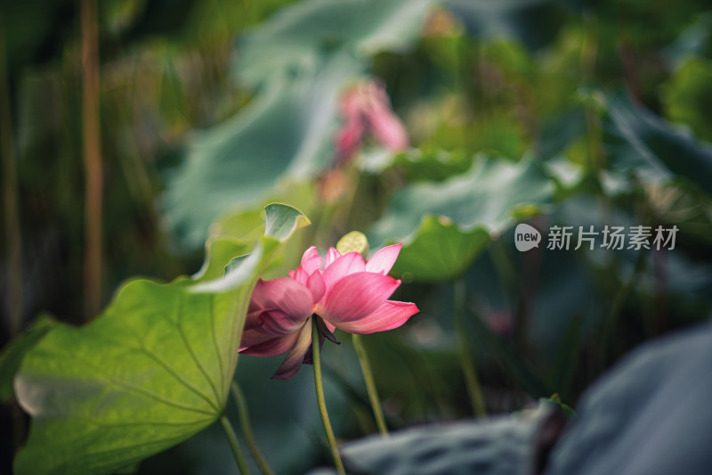 夏天雨后的荷花挂满水珠