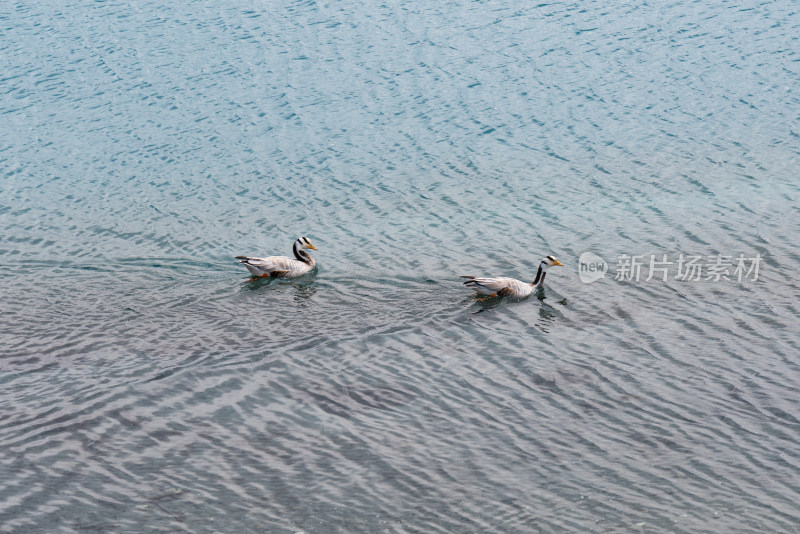 西藏羊卓雍措湖中的水鸭