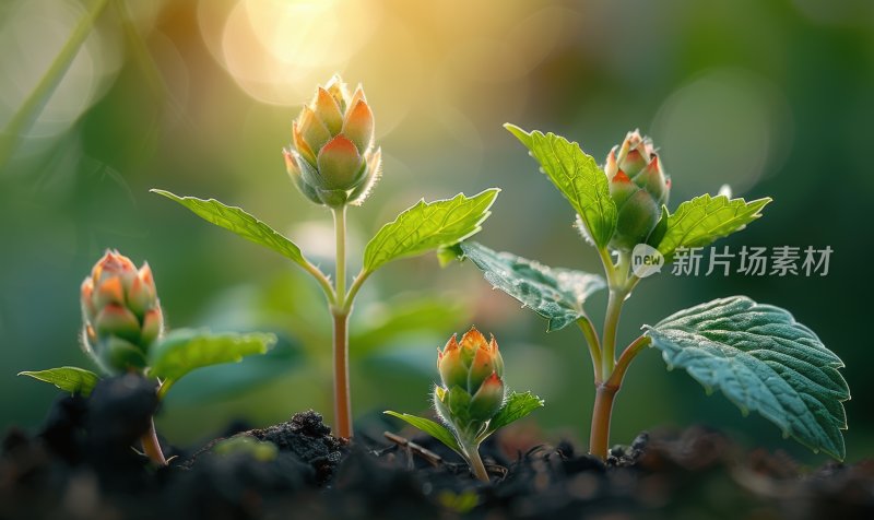 晨曦植物嫩芽绿色幼苗生态自然背景