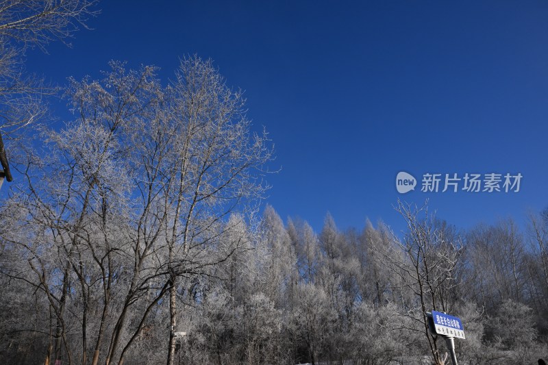 蓝天下挂满雾凇的树林景观