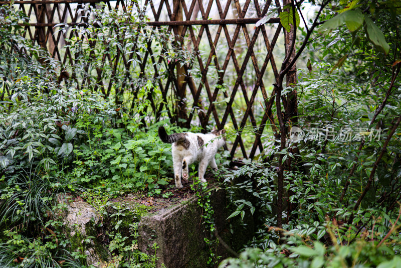 中国杭州永福寺里的猫咪