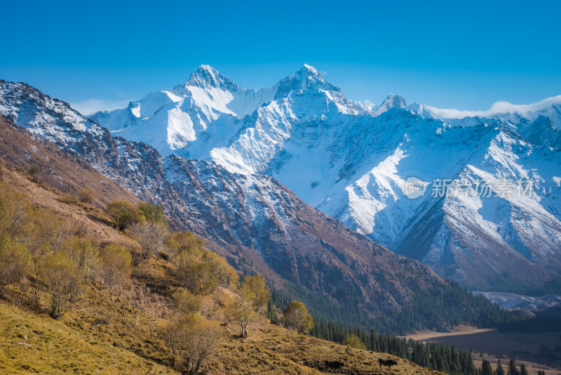 新疆夏塔雪山草原山水自然风景