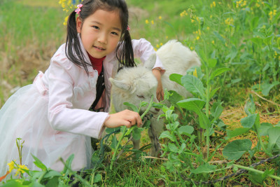 户外与山羊玩耍的可爱女孩