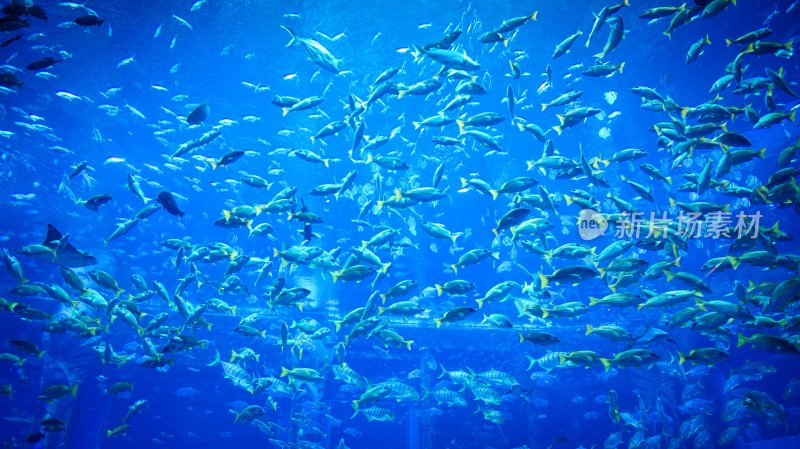 海南省三亚亚特兰蒂斯酒店的水族馆