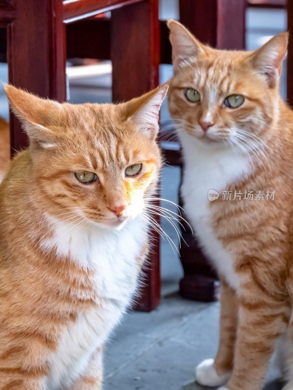 镜头中的橘猫特写