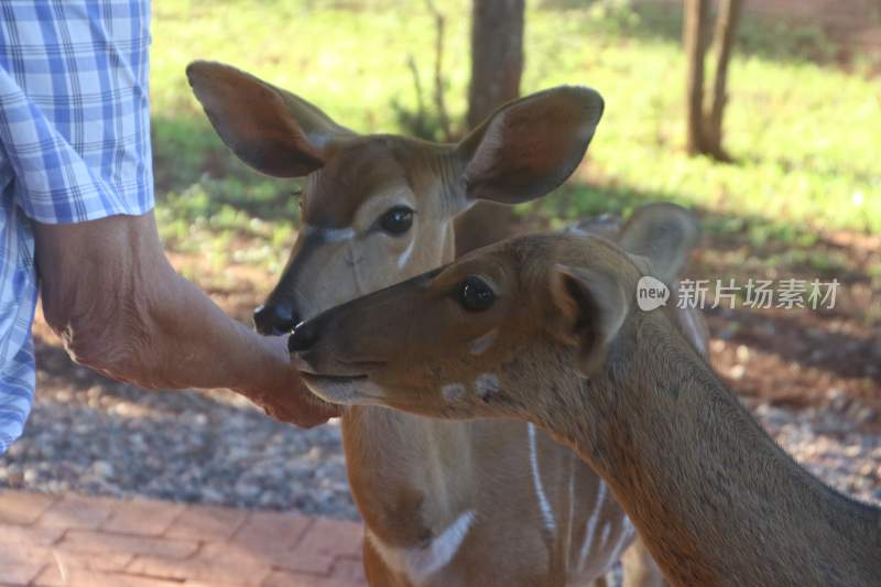 野生动物鹿