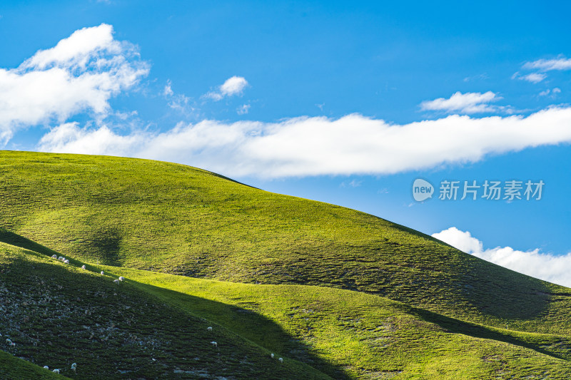 夏季青海祁连山蓝天白云草原牧场