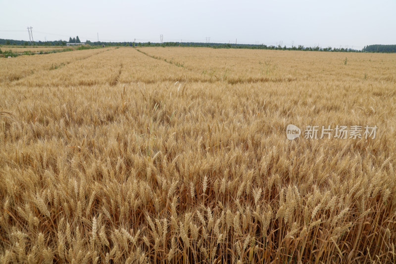 麦田麦子地成熟的小麦