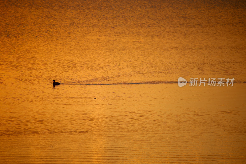 夕阳下水面上的鸟群晚霞