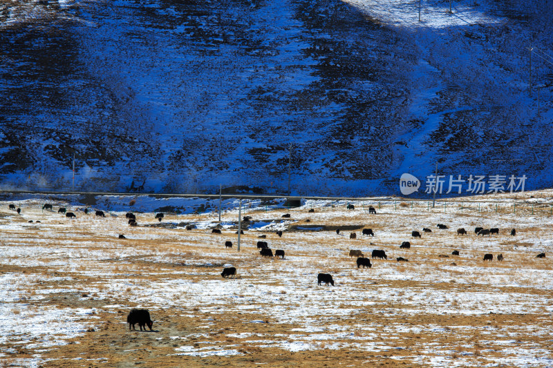 中国西藏羊卓雍措湖羊湖冬季雪景