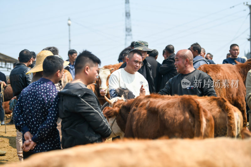 贵州牲畜交易市场牛市卖牛人流热闹