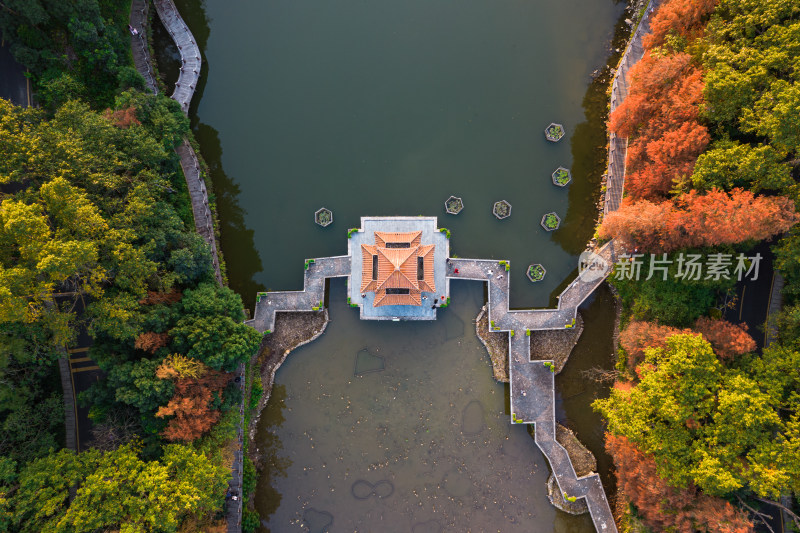 深圳仙湖植物园水杉林秋色