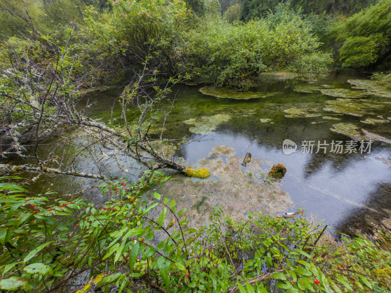 静谧的森林与湖景