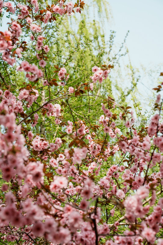 北京玉渊潭公园樱花节樱花