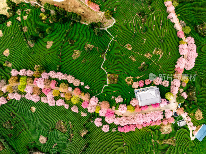 福建龙岩台品樱花院茶园樱花相映成趣照片